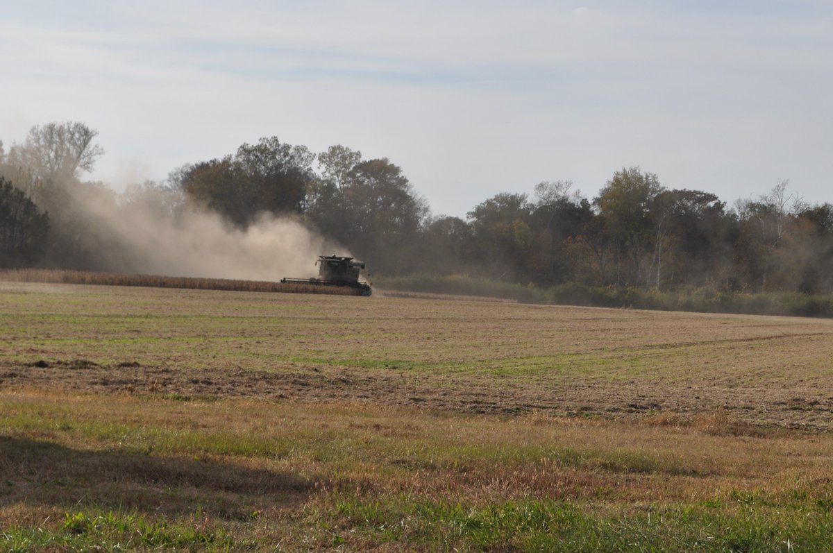 BRSReeves's tweet photo. Happy to see dust flying again in NC. #PickingBeans #NoMoreRainPlease https://t.co/rWPtAlQooF