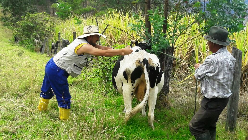 Agricultura_CZ7's tweet photo. Visitas a predios y asistencia técnica a bovinos, porcinos, aves, cultivo de papa y huertos hortícolas, parroquia San Pablo de Tenta, cantón #Saraguro #SomosMAG https://t.co/T7xx2d7beZ