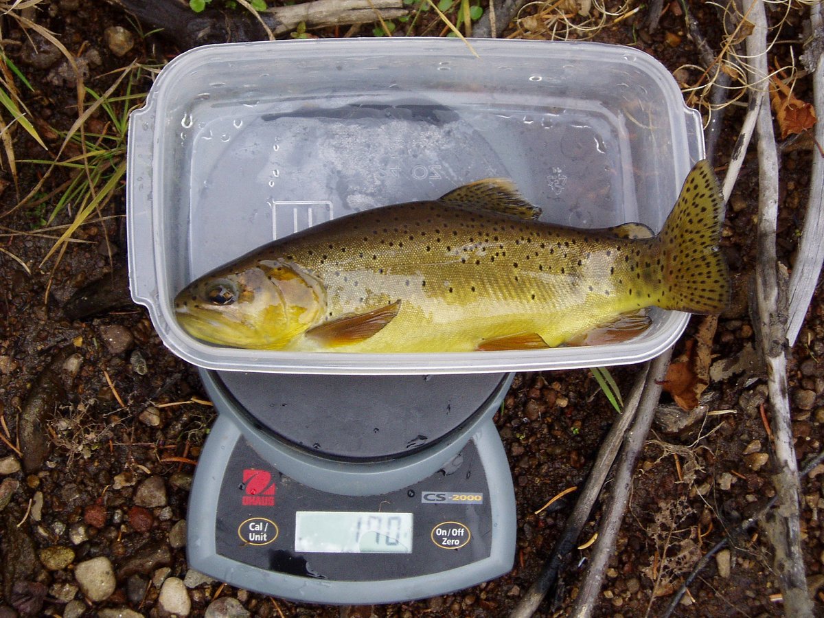 Inthecurrentaz's tweet image. Featured Story - How Do We Monitor Apache Trout Recovery Streams? - inthecurrent.org/fs/featured-st…