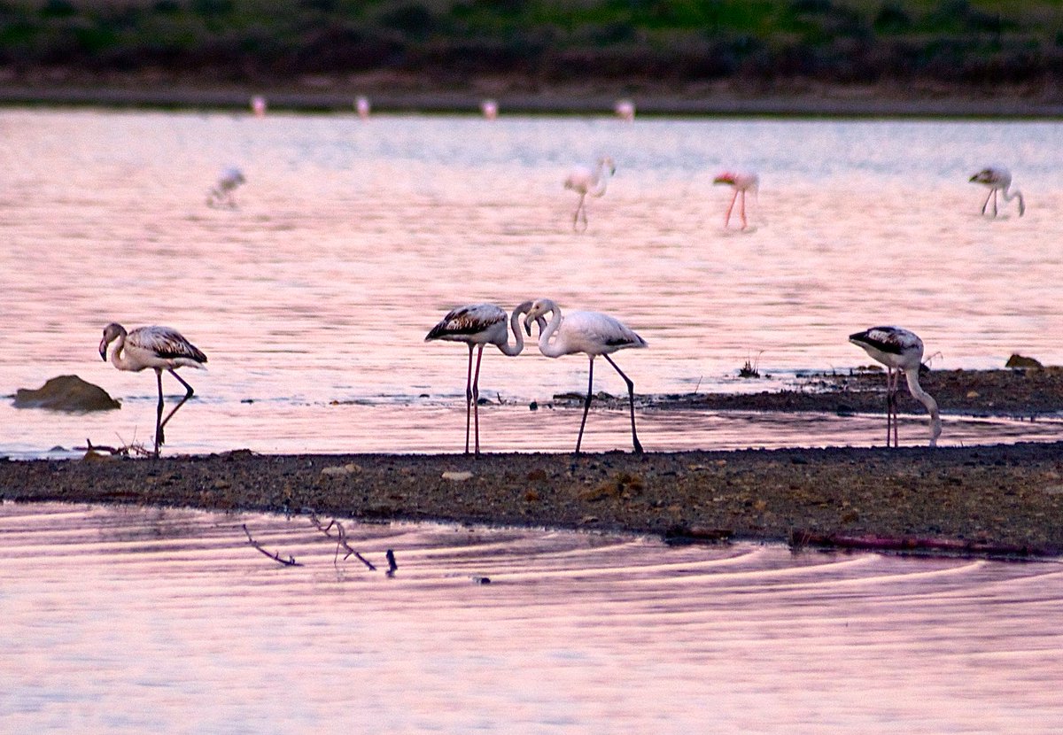 EleniKaratzia's tweet image. When flamingos migrated in Cyprus last year. 
Impatiently awaiting their return!

#tbt #photography #Cyprus #wildlife @Cyprus4holidays @natgeowild