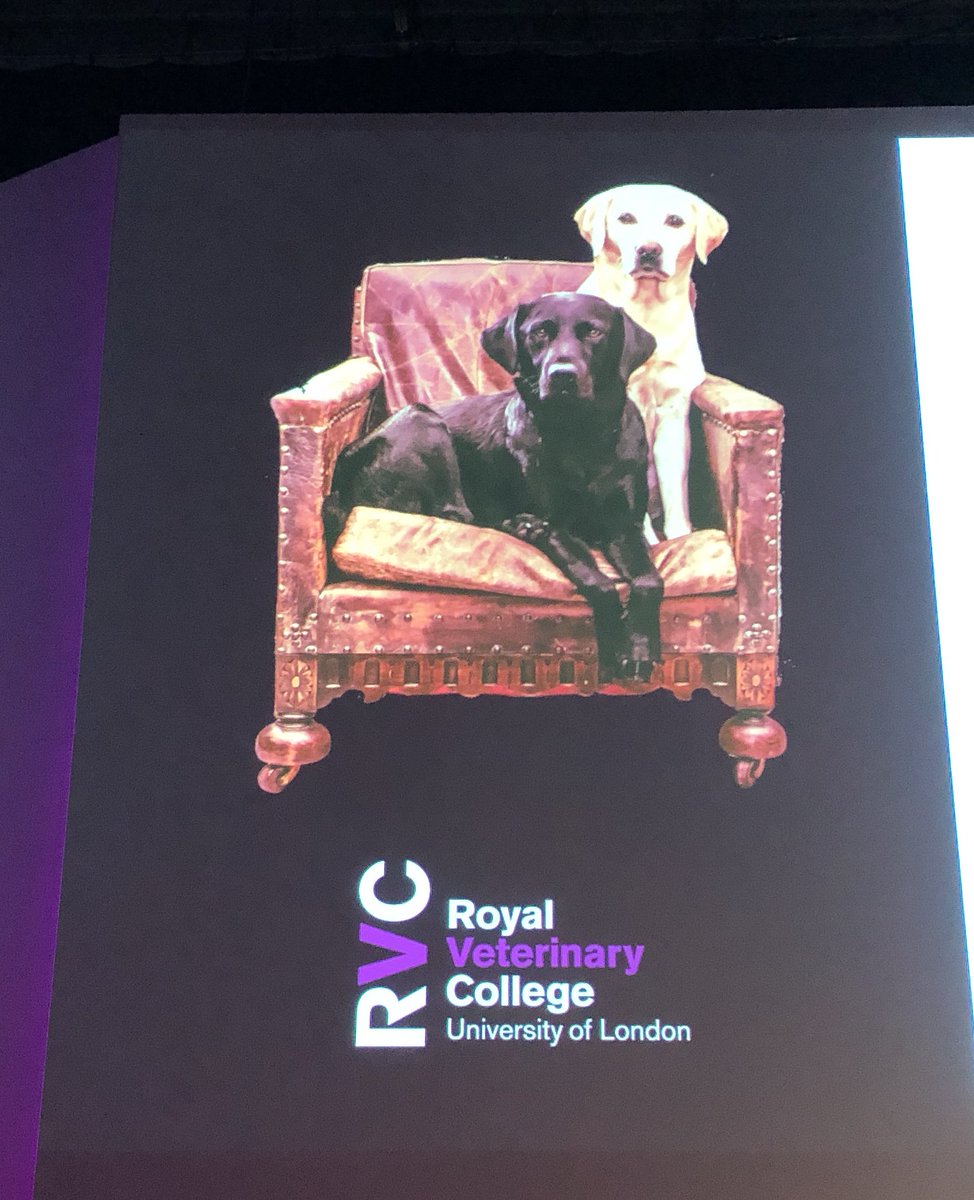At London Vet Show today... to stay up to date with all the latest in small animal medicine. These beauties are keeping us company :)