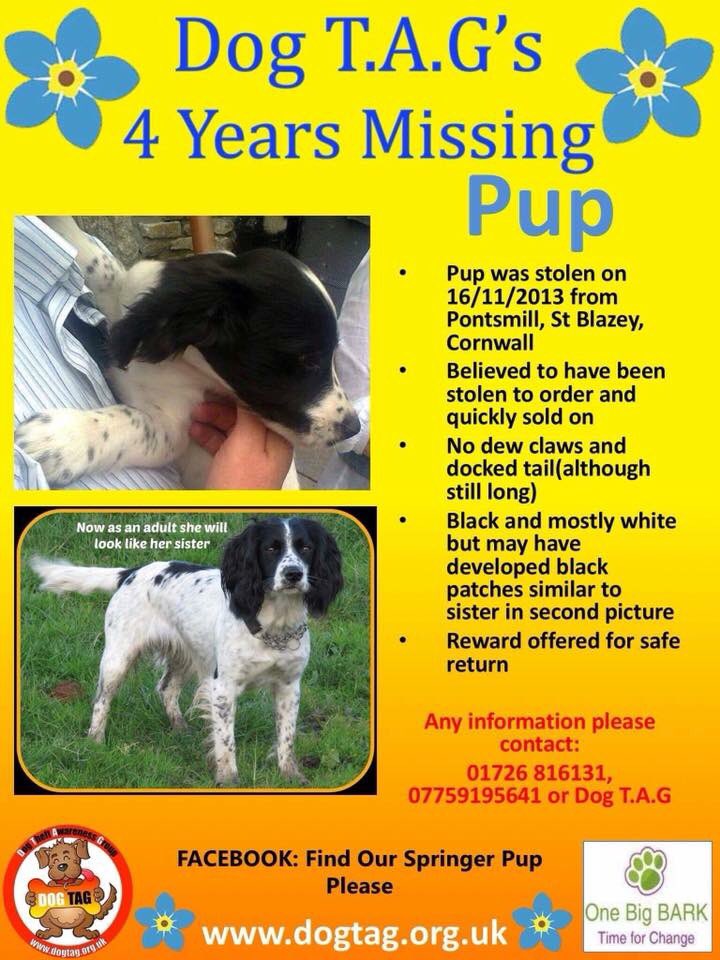 💔 Born 17.06.13 #Stolen 16.11.13 💔 #StBlazey #Cornwall 💔#FindOurPup 💔 #Puphour 💔 <a href="/FindOurPup/">Sarah Williams</a> 💔 #scanme 💔#MissingFourYears 💔