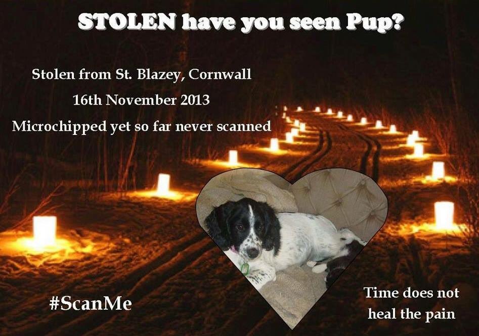 💔 Born 17.06.13 #Stolen 16.11.13 💔 #StBlazey #Cornwall 💔#FindOurPup 💔 #Puphour 💔 <a href="/FindOurPup/">Sarah Williams</a> 💔 #scanme 💔#MissingFourYears 💔