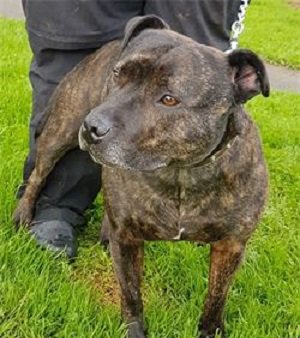 UKRescueDogs's tweet photo. #Worcestershire This gorgeous girl is on the lookout for a new home due to her owners ill health, they cannot give her the time and attention that she needs.

May is your typical happy and friendly staffie!! She absolutely loves everyone she meets! If ... https://t.co/U6MSnKdKTR https://t.co/ti8lr98uDR