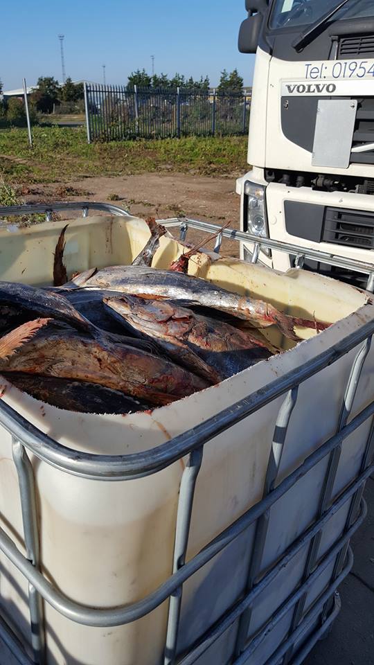 Some pics our driver sent us of the rotten tuna job he had to deal with a few weeks ago 🤢#felixstowe #rottentuna