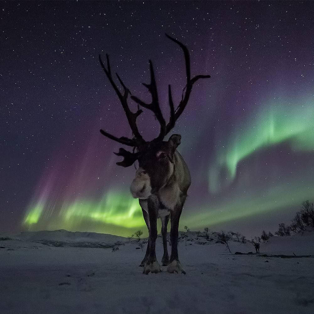 kulalfnoon's tweet image. مشهد طبيعي لا تراه إلا في النرويج