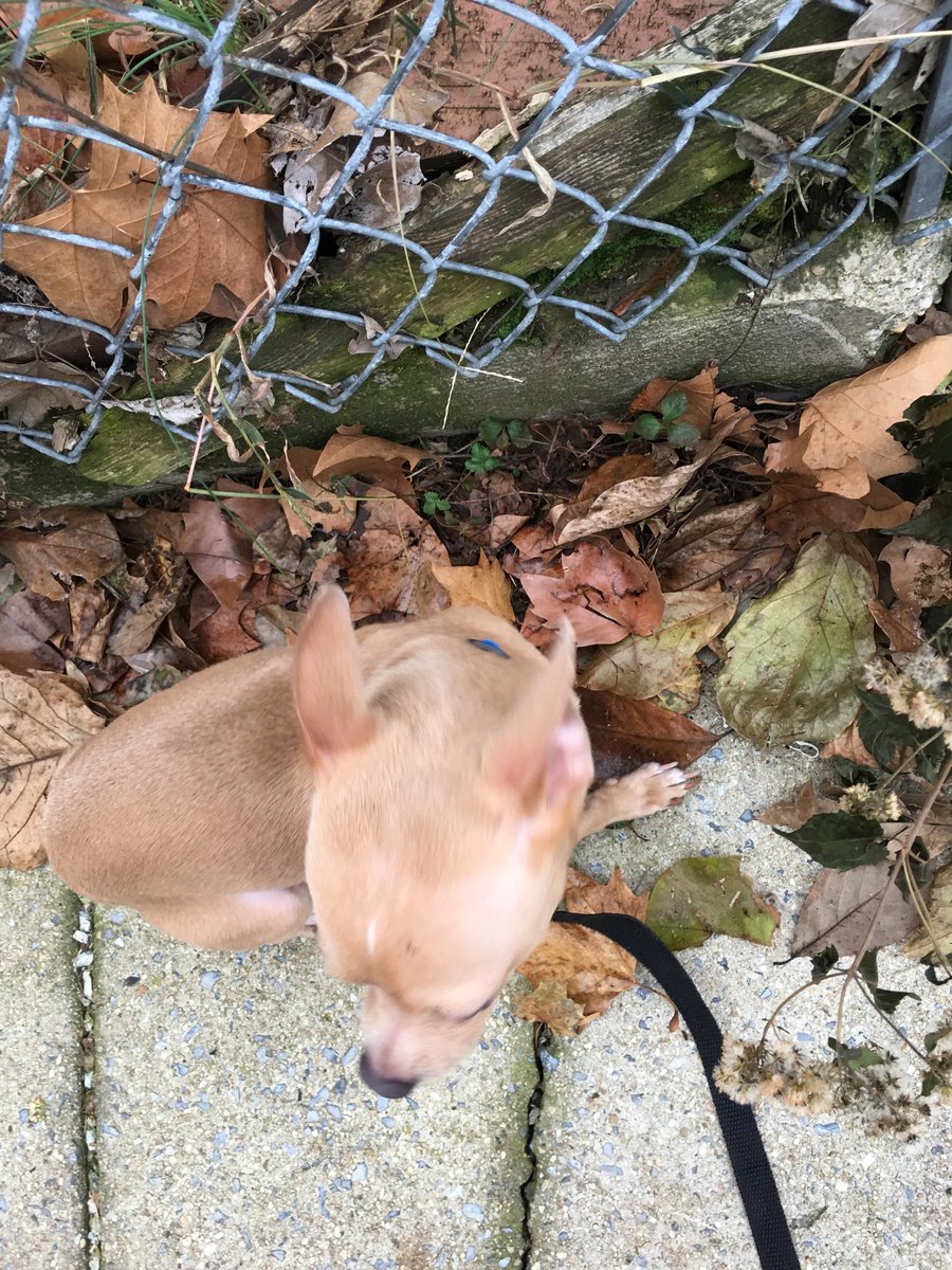 FeliciaStephne1's tweet photo. This fool really don’t want to go in the house! Smh I’m Leaving! https://t.co/fPi3RzFwVK