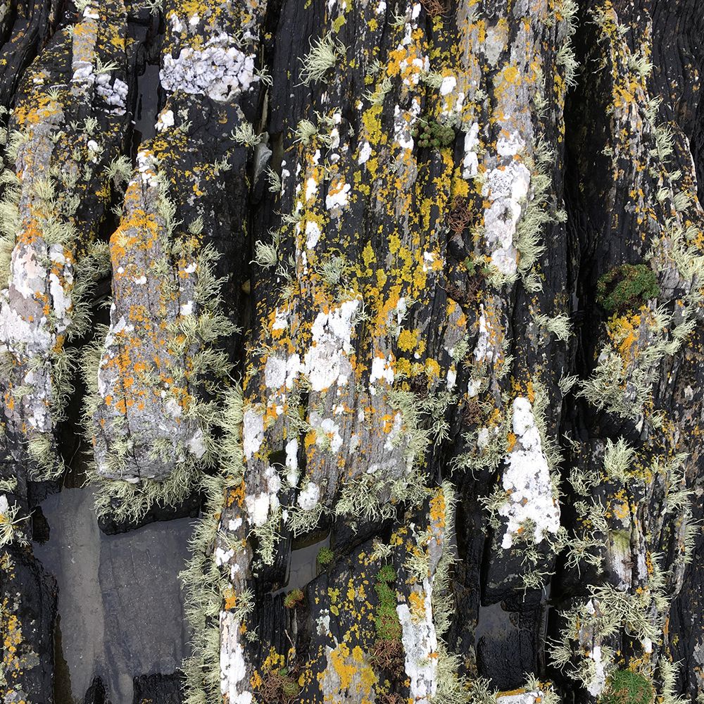 PATTERNITWEET's tweet photo. LICHEN LANDSCAPE
Co-Founder Anna just returned from a trip to a remote isle in Ireland, where she captured the rugged patterns of the rocks and plants
#dapple #splatter #growth #geology #ireland #nature #positivepattern #PATTERNITY https://t.co/6oFKuWBt9S