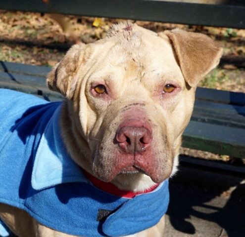 MoishesMom's tweet photo. This is how 💩 NYC owners treat their pups. Meet Cubone. He’s 6yrs old &amp; was chronically beaten &amp; malnourished by whomever owned him. Look at his head wound! This Lab-Pittie mix is still sweet, loving &amp; trusting. But he’s on the NYCACC list.  Don’t let them murder him. 🖕🏻🗽 https://t.co/EfjzerIwR5