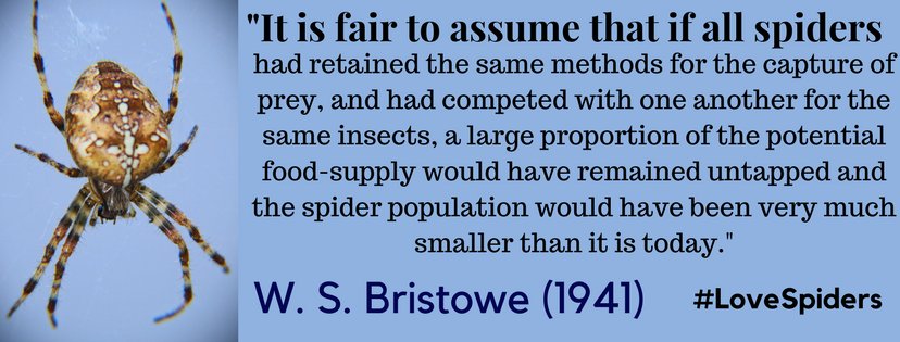 DrRichJP's tweet image. A particular area of interest for me has always been the ways in which spiders (&amp;amp; their kin) partition resources and avoid competition via niche. Prey selection is key with speciation &amp;amp; niche specialisation enhancing energy flow in terrestrial ecosystems. #LoveSpiders #Ecosystem