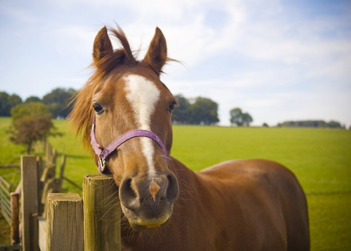 TayValleyVets's tweet photo. We are excited to launch a brand new Equine Facebook page, which will be the place for all things equine! We will update this page regularly with blog posts, general information and also equine events taking place #TayValleyVets 
https://t.co/Ze2CGWrqSq https://t.co/aL3m60qOTs