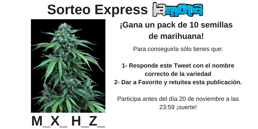 lamotagrow's tweet photo. [Sorteo Express] 
¿Sabes qué famosa variedad de #marihuana de #GrassOmatic mostramos en la imagen? 
Adivina el nombre de esta feminizada caracterizada por su vigorosidad, potencia y producción de resina y podrás llevarte un packs de 10 semillas de esta misteriosa genética. https://t.co/WQ1A2jG3c6
