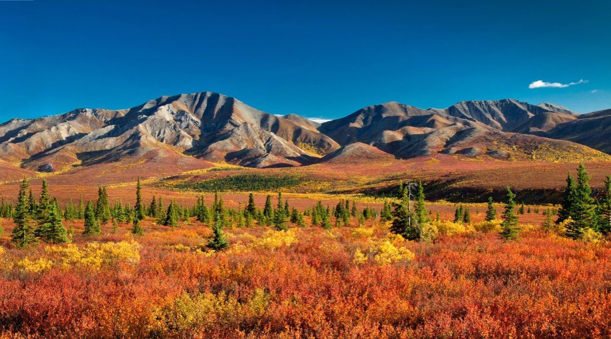 abmadnessblog's tweet photo. Denali National Park
#Nationalpark #Wilderness #Destinations #Beautiful #City #Daylight #Travel #Tourist #Lovetravelling #Touristattraction https://t.co/KvbXA6VfOt