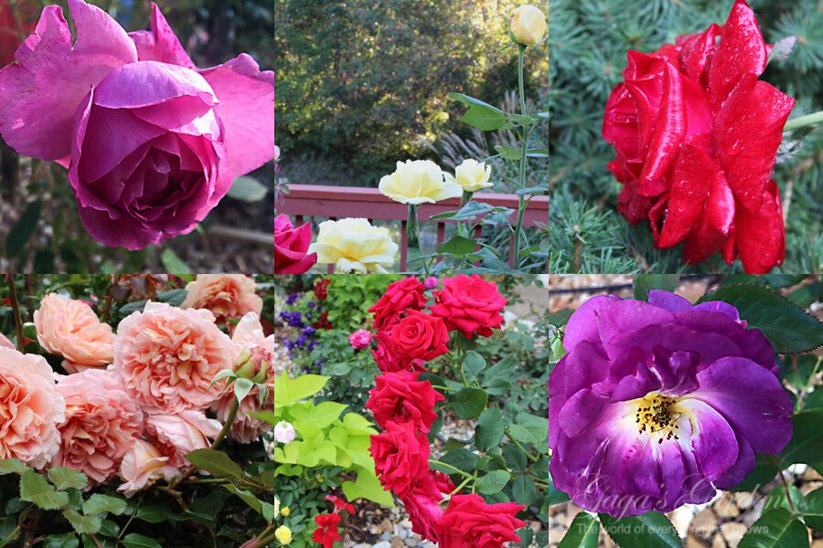 gagasgarden's tweet photo. @Greggrow Hi Greg, here are two purple #roses from @JacksonPerkins #MyJPRoses The top left is 'Sugar Plum', lower right is yet un-named-2019 https://t.co/zygt6HLJII