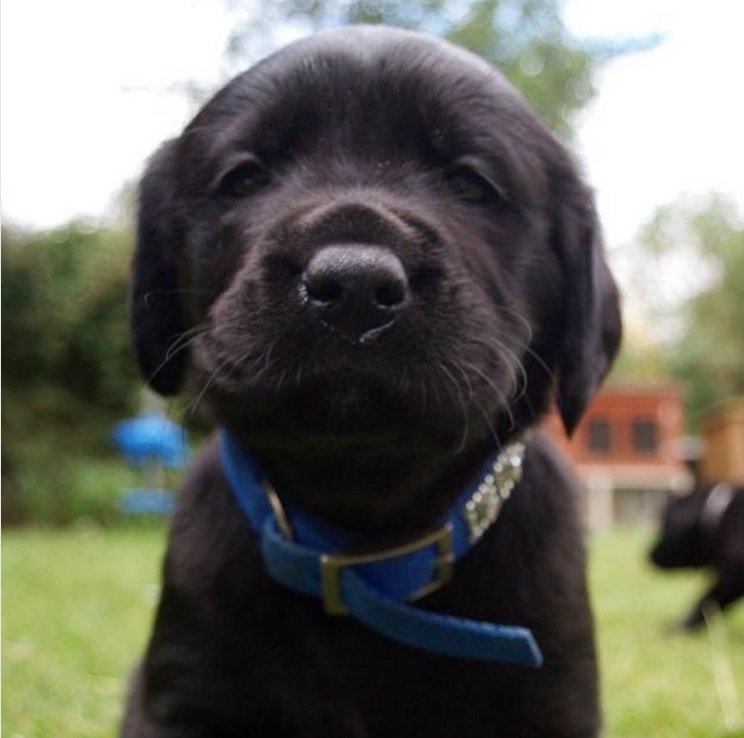 A small black Labrador