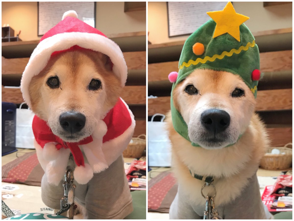 被り物犬 被り物犬