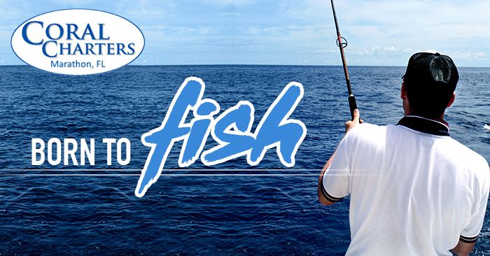 CoralCharters's tweet photo. Life is so much better when you're fishing!
#Born2Fish #CoralCharters #DeepSeaFishing #Marathon #TheFloridaKeys #SaltLife https://t.co/6KLU7LO1SG