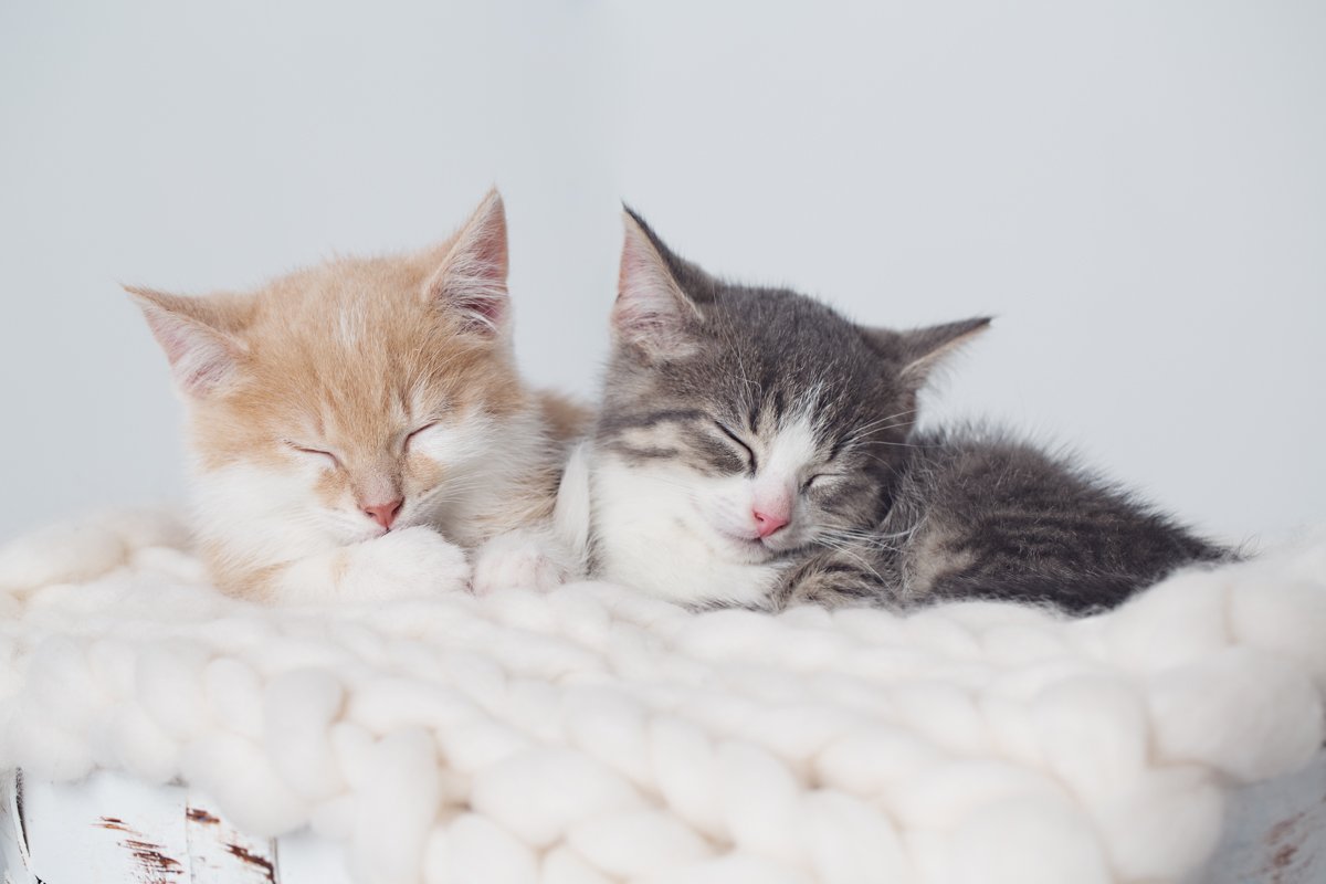 lacheens's tweet photo. * AWHHH * #magikzehouden #kittensofinstagram #kittenlove #dierenfotografie #catphotography #cooper #gin #lacheens_fotografie #lacheens_photography https://t.co/OZODn6vo0Z
