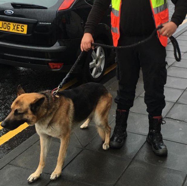 SpartaSNE's tweet photo. Our canine unit plays such an important part in what we do here at Sparta Security.
Our specially trained dog handlers work with businesses to provide extra security and act as an ultimate deterrent for potential #intruders.
 0800 0234480.
#ThinkSmarter #CallSparta #CanineUnit https://t.co/JS9tUgt7kc