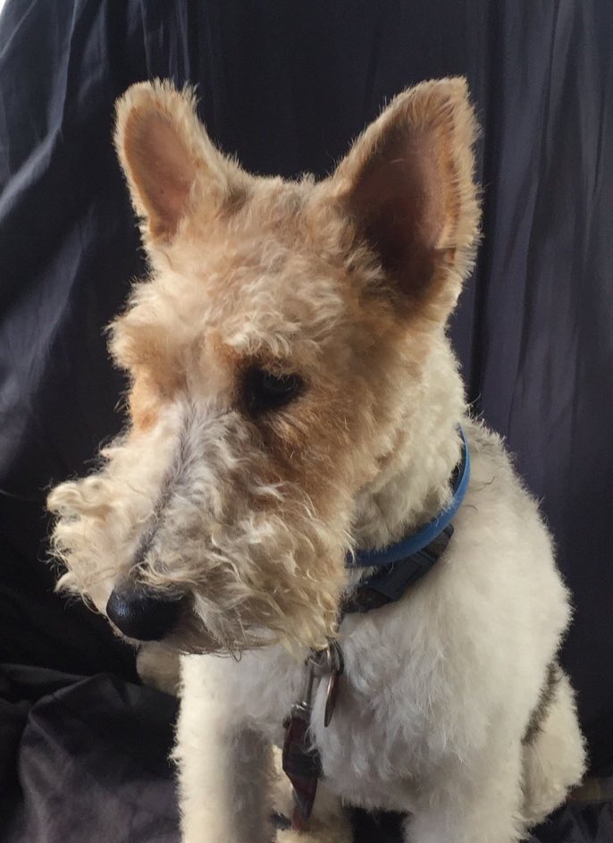 Rosie my wire hair fox terrier has gone missing from Haggerston kingsland basin (canal).
It's breaking my heart! Please help me find her.