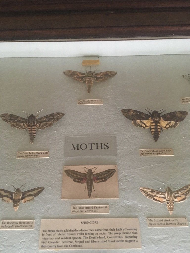 ThisHeadStuff's tweet photo. #WeeklyWander I found some really cool #Moths and learned that Ireland has its own unique species of butterfly! https://t.co/C2F2UgwYQF