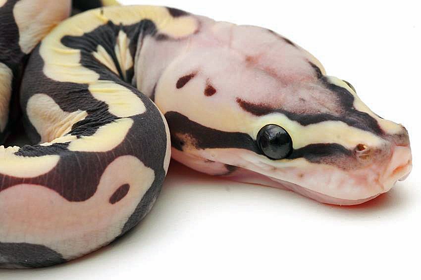 LivingArtReptil's tweet photo. Ciao, Scaleless Ball Python. Photo by: Sean Bradley. (Pastel Blade 50% PH Clown) Have a great day / evening! Buona giornata / serata! :-) #ballpython #snake #reptile #livingartreptiles #pythonregius #royalpython #livingart #scalelesssnake #scalelessballpython https://t.co/iJR53PfMNh