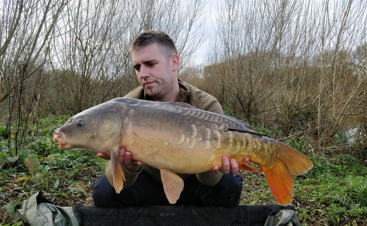 CarpCommando's tweet image. Good day out yesterday 9 fish in total, this mirror being the best of the bunch all caught on the CovRed 👍 #Coventrycarpbaits #CovRed #Qualitybait #GermanRig