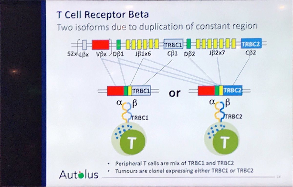 JacobPlieth's tweet photo. AUTO4/5, probably the smartest project in Autolus’s R&D pipeline #Jefferies17 https://t.co/d4ZjYsJ3DW