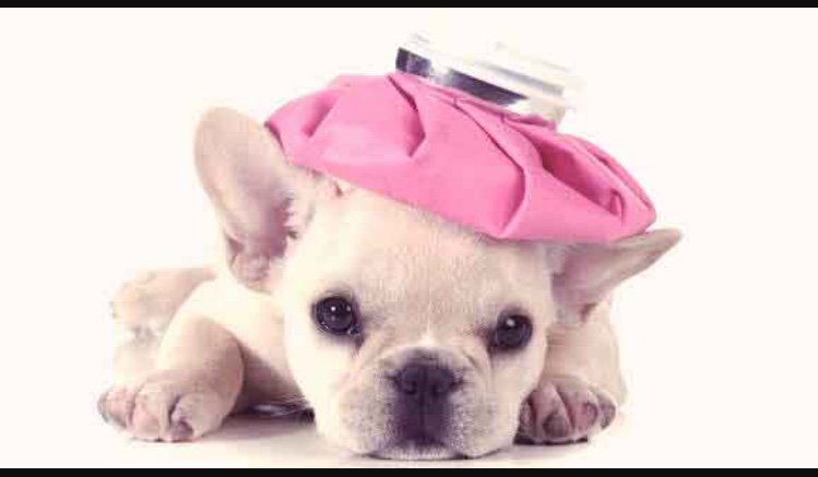 CMembraneS_03's tweet photo. @sirmito_s03 But without us your puppies would always be sick☹️ No one wants a sick puppy https://t.co/NCf4aWk5Y7