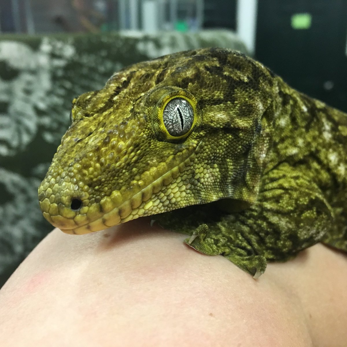 Animal Embassy tweet media