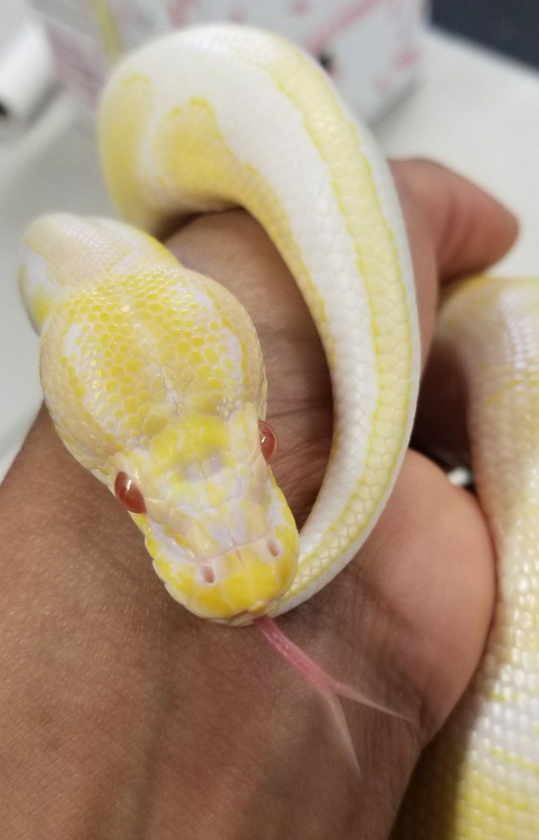 Animal Embassy tweet media