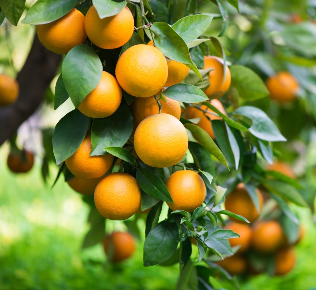 StylishGardens's tweet photo. Caring for your citrus is easy. Feed with citrus food quarterly and deep water regularly. https://t.co/PgPgpJs0iv