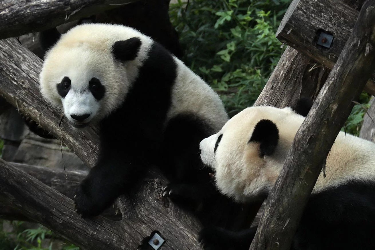 Giant Pandas