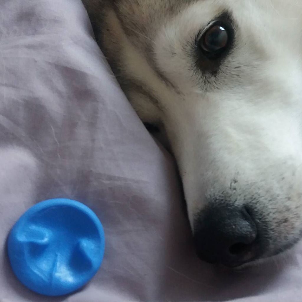 dottyphoebe's tweet photo. It's a doggy nose impression all set ready to cast in a copper keepsake. I'm new to this metal so fingers crossed this works! #keepsake https://t.co/o7WKQTdFqR https://t.co/b5QY3iQgEy