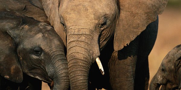 We cannot let this reckless & cruel decision stand. 

Sign your name, spread the word, and tell @Interior that you do NOT support the lifting of the ban on trophy imports. humanesociety.org/savetheelephan…

#SaveTheElephants