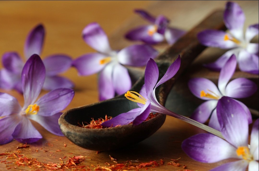 TandoorChef's tweet photo. #Saffron is known to improve heart health and has anti-inflammatory properties. Fun fact: it takes 160 flowers to produce just ONE gram of dried Saffron! No wonder it's the most expensive spice! https://t.co/VdSUo8W4H9