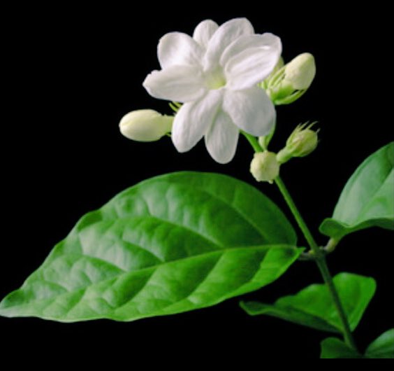 田中淳二 桜がこの世の中のどの花よりも綺麗だと思いますが 多分多くの人と重なるので 他の好きな花だと 茉莉花 マツリカ ですかね サンパギータなんて呼ばれたりもします サンパギータと考えた場合の花言葉は 永遠の愛を誓う です このタグをみた