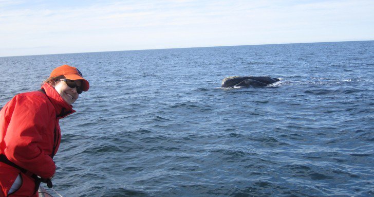 SUArtSciences's tweet photo. A&amp;S' Biology Dept: @ProfParksSU's research is highlighted in @BBCEarth  check it out here... https://t.co/Q0su4B2ina  #research #whales cc @SyracuseU https://t.co/XMLk3GTwRy