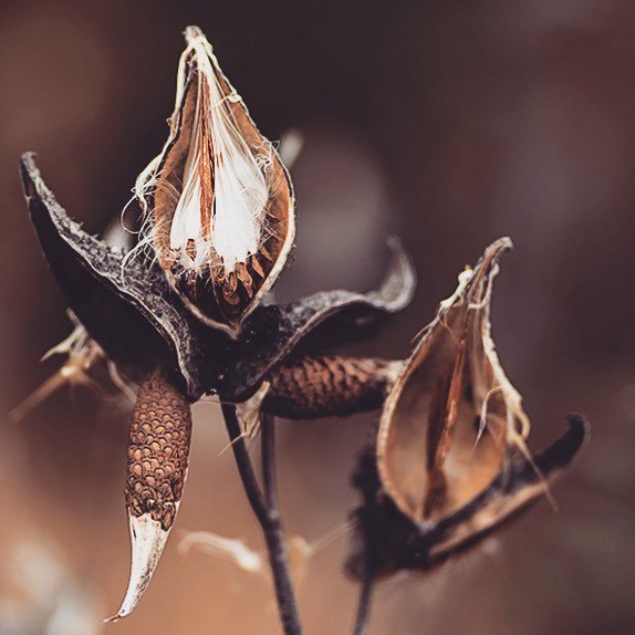 turmericnspice's tweet photo. The miracles of how Mother Nature works. #nature #texturesinnature #windpollination #fall #nikonnofilter #chicagophotographer #sigmaart #clickmagazine https://t.co/vgHfElr3bx https://t.co/tcZHC4TQbI
