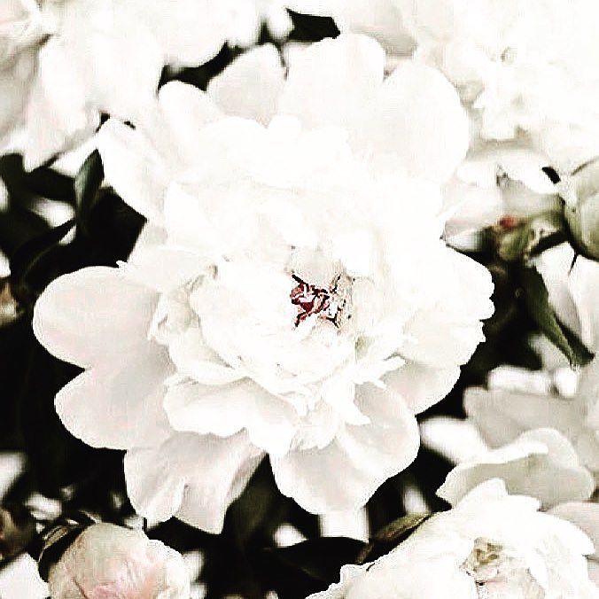 PatriziaCilli's tweet photo. Life doesn’t require that we be the best, only that we try our best. H. Jackson Brown.
*
*
*
#thursdaythoughts #happythursday #white #currentmood #quotes #happy #happiness #flowers #inspiration #love #beauty #nature #beautiful #pcbrides https://t.co/DtKCznBICt https://t.co/CxWT1DWed1