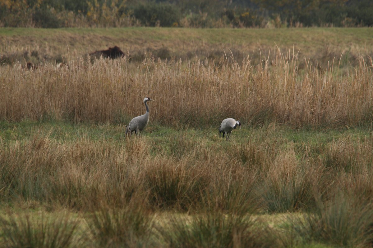 A lovely morning at <a href="/SupportNWT/">NWT — OLD ACCOUNT, NOW @NorfolkWT</a> Hickling Broad. Bitterns, Marsh Harriers and Cranes all about. <a href="/Lovemywalks/">Kay Jackson</a> <a href="/BroadsNP/">Broads National Park</a>