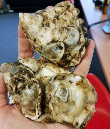 NYNJBaykeeper's tweet photo. Breaking! For the 1st time, our oyster reef is naturally reproducing oysters in #RaritanBay! #shellfish4resiliency https://t.co/krPnoHCMl0 @Waterkeeper @BrianLehrer @brian4NY https://t.co/hrJnfSKJT5