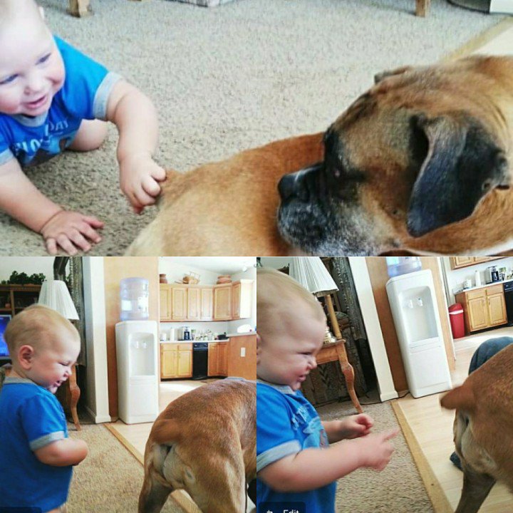 Kloud9Boxers's tweet photo. TBT.. Our grandson loves the kidney bean 😄 #kloud9boxersandpugs #boxers #boxersandchildren #wigglebutt #bestbreed #boxeraddict #love https://t.co/ZZU9ZAijhn