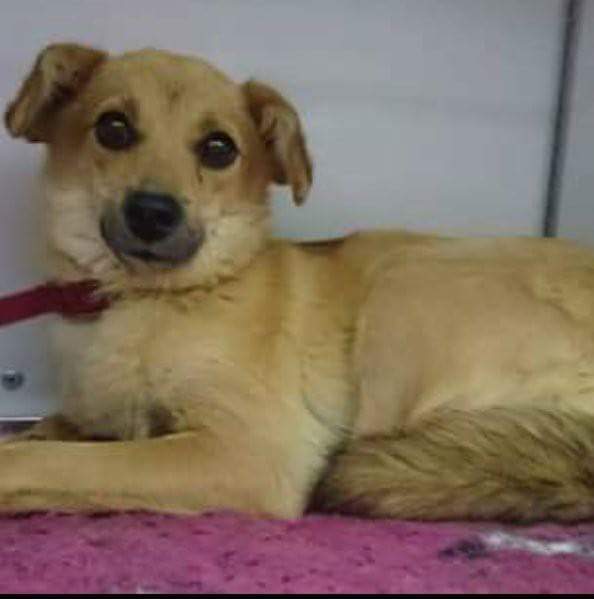 **Please Share* #FindMarnie missing since Monday 13th November 2017 #Marnie is a Romanian Dog &amp; previously  <a href="/HilbraesDogs/">Hilbrae Dog Rescue</a> She will be scared she as retractable lead still attached, if seen ring <a href="/HilbraesDogs/">Hilbrae Dog Rescue</a> 01952 541254  @JRicketts_Star <a href="/telfordlive/">Telford Live!</a> <a href="/TelfordJournal/">Telford Journal</a> @MadeleyCops