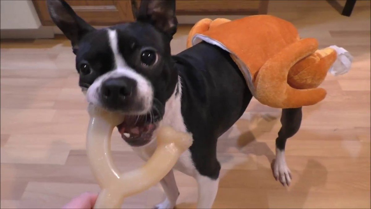 KayaBella_Love's tweet photo. It's that time of year again.......Help keep your pets safe with this great read on the 10 Thanksgiving foods you should never feed to your pets https://t.co/vRCCTX1gnC #pets #thanksgiving #holidays #travel #safety #tips #advice #yum #mmm #tokenpet #turkey https://t.co/qtPXb74tgE https://t.co/UK02duwR8L