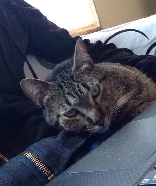 lukesmoljak's tweet image. Okay Lucio that&apos;s how you make an API call. #Codingcats