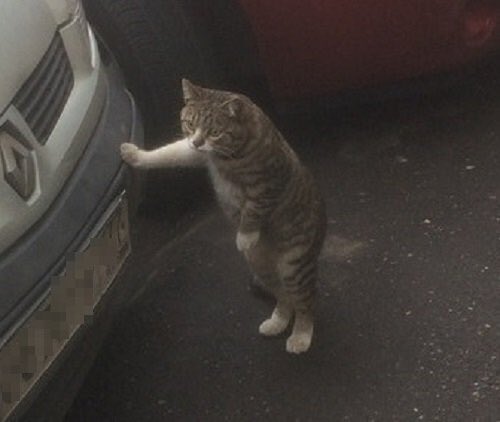 Cuando sales a hacer deporte pero tienes que parar a los dos minutos porque te ahogas