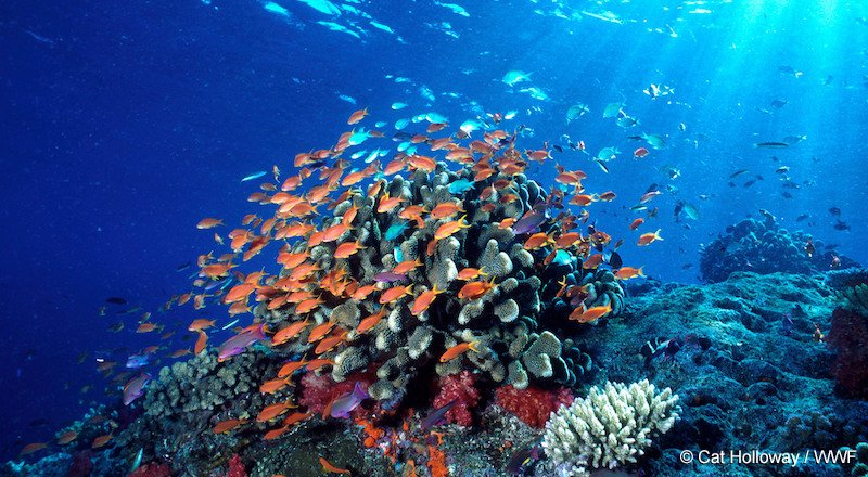 Arrecifes de coral: grandes maravillas de la naturaleza amenazados por el #cambioclimático y otros factores. ocean.panda.org/es/ #cop23