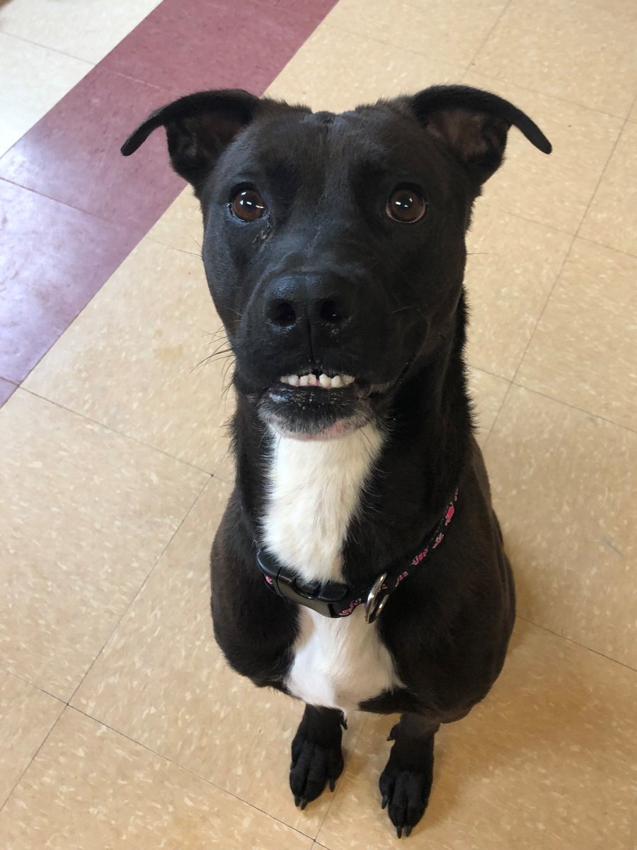 Smile if you're looking for your #fureverhome!! Meet diesel, if you are interested in meeting this smiley guy stop by <a href="/humaneindiana/">Humane Indiana</a> 's North Shelter to learn more about adoption. #adoptdontshop #adoptme #humaneindiana #NWIndiana #dogsoftwitter