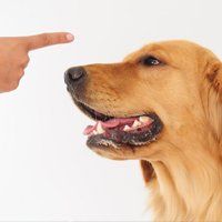 LabRStore's tweet image. Dog Obedience House Training – How To Go about It buff.ly/2z7gjWn